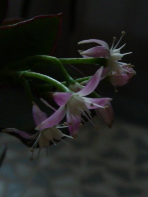 P1120123.JPG
