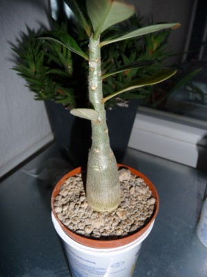 P1120156.JPG