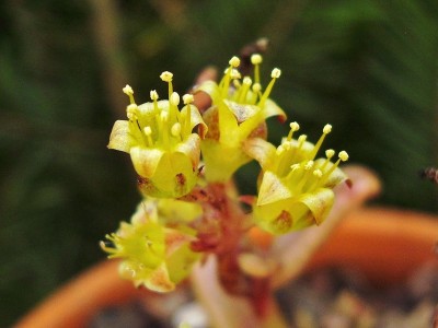 Lenophyllum texanum (3).jpg