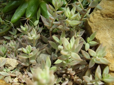 Lenophyllum texanum.JPG