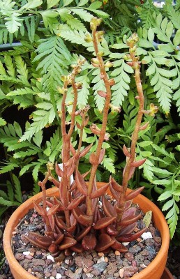 Lenophyllum acutifolium (4).jpg