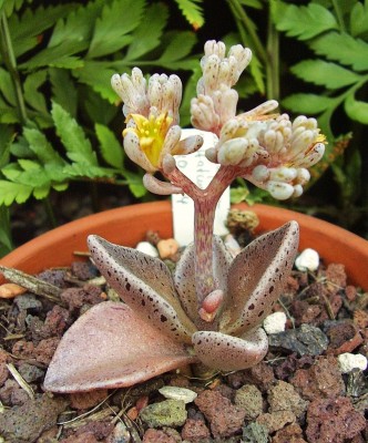 Lenophyllum guttatum (3).jpg
