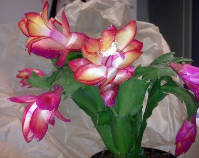 Foto0196.jpg