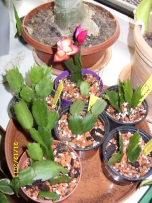 Photo1.jpg