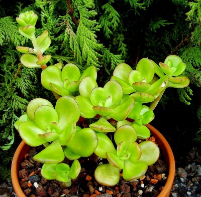 Echeveria viridissima 2009-214 (4).jpg