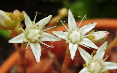 Sedum caducum (5).jpg