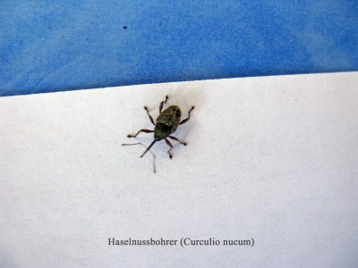 Haselnussbohrer.jpg