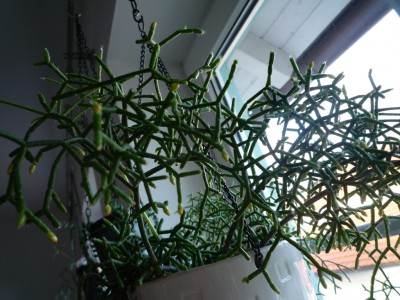 Knospen R. Saglionis.JPG