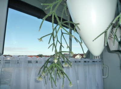 R. pilocarpa Blüten.JPG