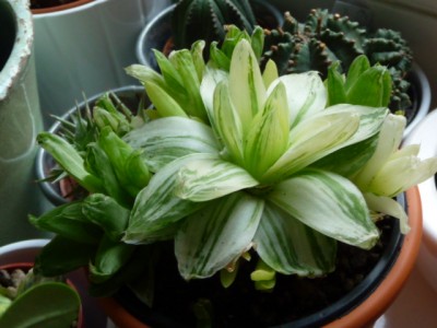 P1120221.JPG