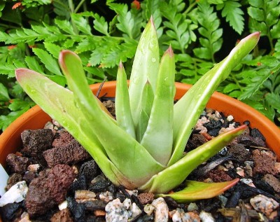 Haworthia 2010-187 (3).jpg