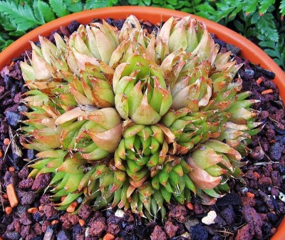 Haworthia mucronata var. rycroftiana (8).jpg