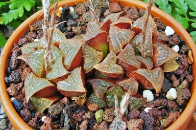 Haworthia magnifica (4).jpg
