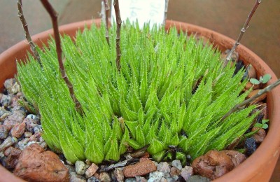 Haworthia 1996-26 (2).jpg