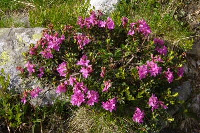 tn_Rostblättrige Alpenrose.JPG