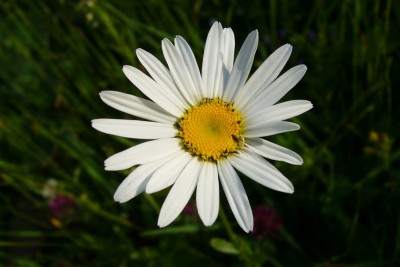 tn_Alpenwucherblume - Gebirgsmargarte.JPG