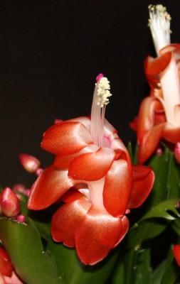 rot mit weisser mitte.JPG