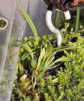 Bulbophyllum tentaculiferum (4).jpg