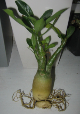 Waka Waka 27.12.2011 (3).PNG