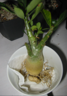 Waka Waka  27.12.11 (2).PNG