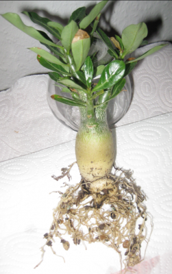 Waka Waka  27.12.11 (1).PNG