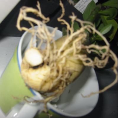 Waka Waka 27.12.2011 (4).PNG