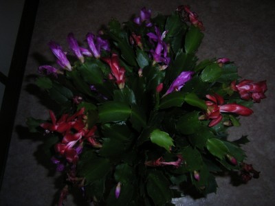 RIMG0239.JPG