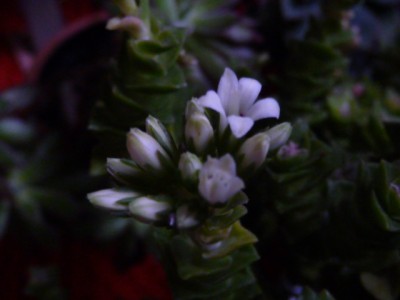 P1120323.JPG