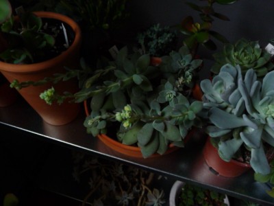 P1120321.JPG