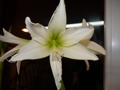 Hippeastrum weiß.jpg