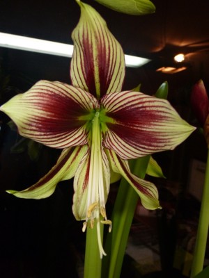 Hippeastrum papilio.jpg