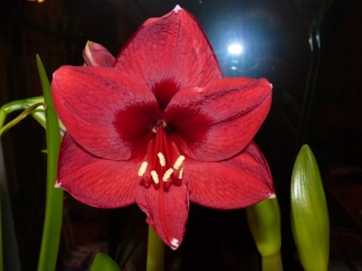 Hippeastrum benfica.jpg