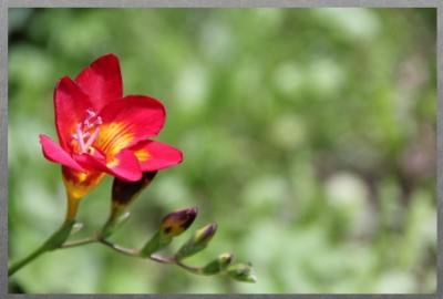 blüte.jpg