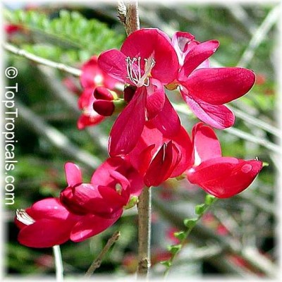 cassia_grandis_1.jpg