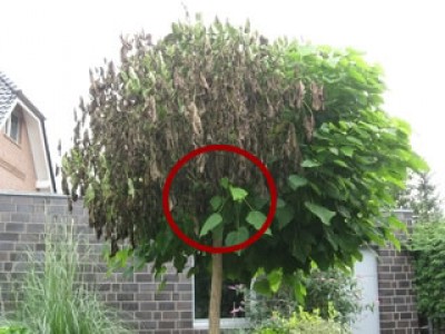 catalpa.jpg