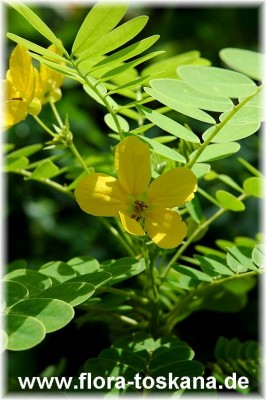 cassia_surattensis_5_-_040705.jpg