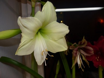 Hippeastrum luna.jpg