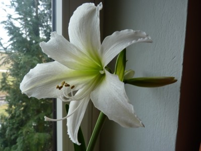 Hippeastrum weiß1.jpg