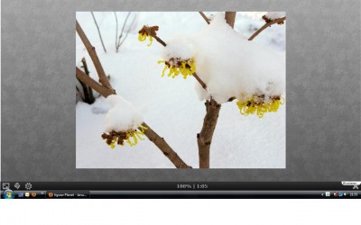 Hamamelis.jpg