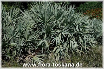 serenoa_repens_var_glauca_3_-_221006.jpg