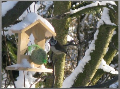 Winterfütterung.jpg