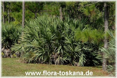 serenoa_repens_gruen_-_201006.jpg