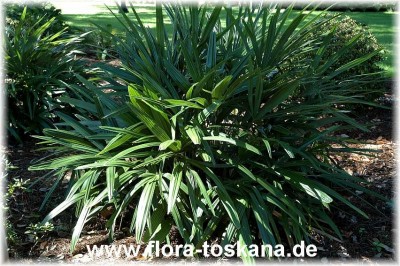 serenoa_repens_1_-_291006.jpg