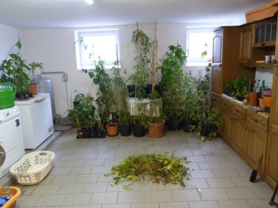 passis im keller.jpg