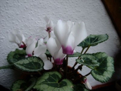 DSCF1351.JPG
