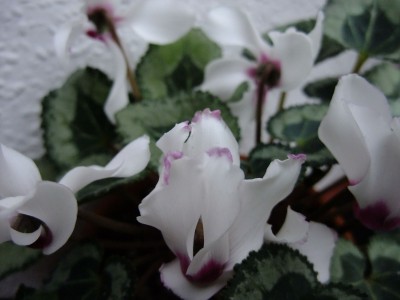 DSCF1350.JPG