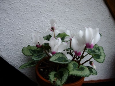 DSCF1349.JPG