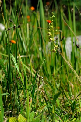 DSC_2020neu.jpg