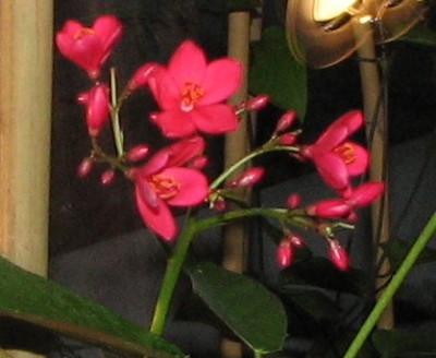 Jatropha integerrima.jpg
