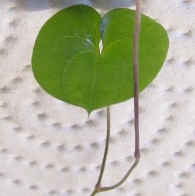 Bild green24 3 082.jpg